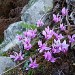 Cyclamens sauvages